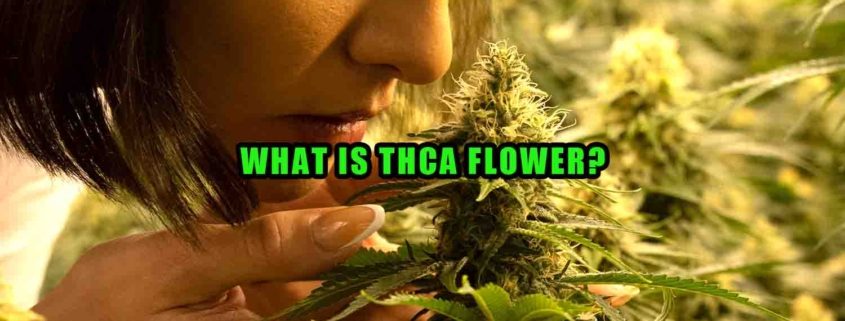 What is THCa flower? Earthy Select. A woman smells high THCa hemp flower. Cannabis in background.