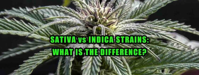 Cannabis plant. Indica vs Sativa Strains, What is the Difference? Earthy Select