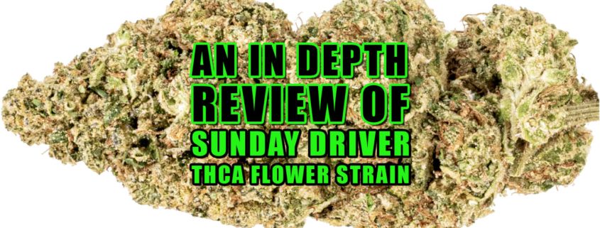 An In-depth Review of Sunday Driver THCa Flower Strain. Earthy Select