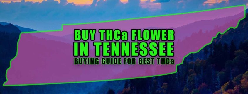 Buy THCa Flower In Tennessee - Buying Guide For Best THCa | Earthy Select