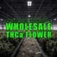 Navigating State Regulations for Wholesale THCa Flower | Earthy Wholesale