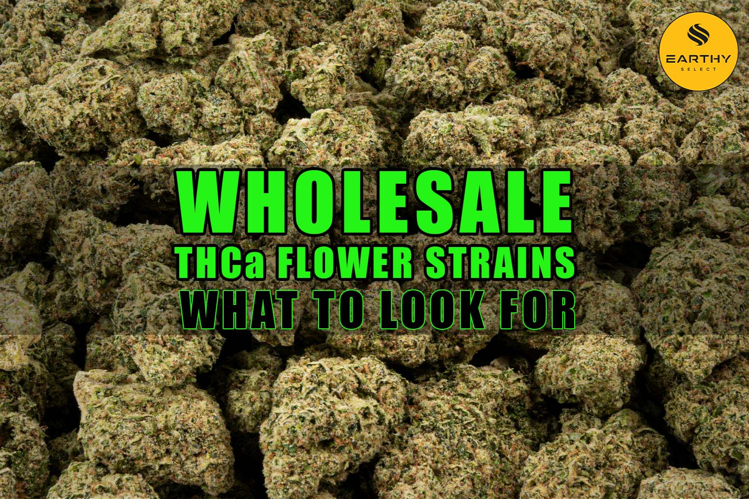 Wholesale THCa Flower Strains: What to Look For | Earthy Select Wholesale