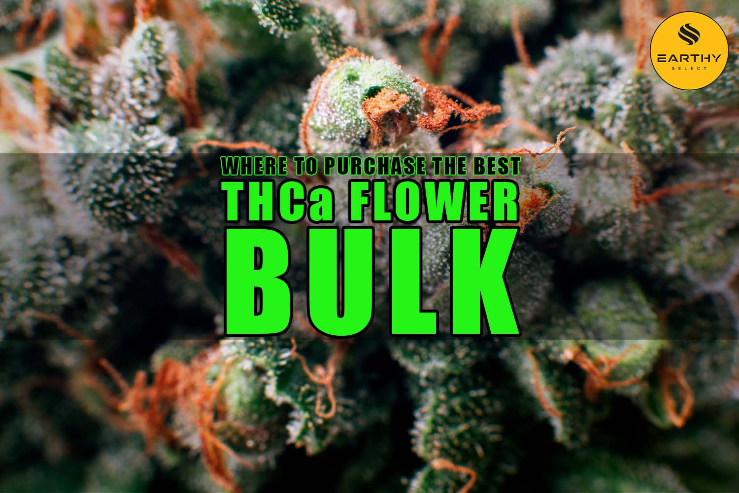 Where to Purchase the Best THCa Flower Bulk | Earthy Wholesale