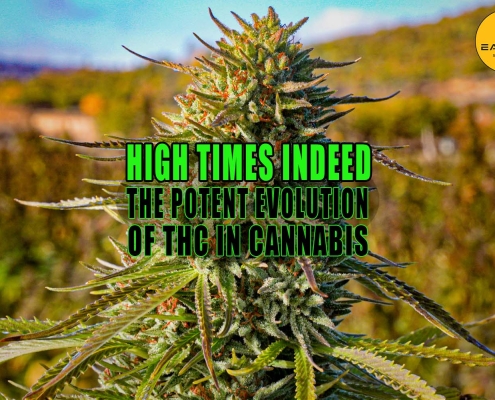 Close up of cannabis bud in the field. High Times Indeed: Tracing the Potent Evolution of THC in Cannabis - Earthy Select