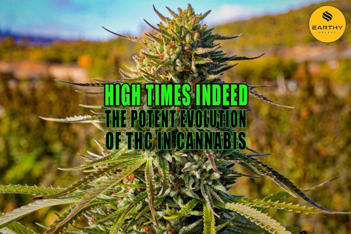 Close up of cannabis bud in the field. High Times Indeed: Tracing the Potent Evolution of THC in Cannabis - Earthy Select