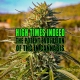 Close up of cannabis bud in the field. High Times Indeed: Tracing the Potent Evolution of THC in Cannabis - Earthy Select