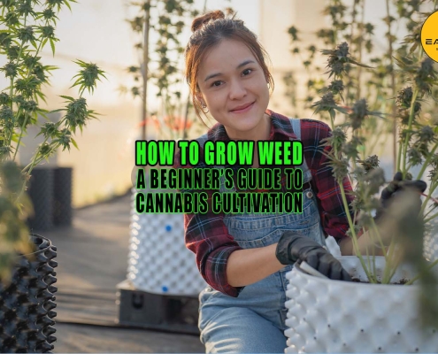 Woman works on cannabis cultivation. How to Grow Weed: A Beginner’s Guide to Cannabis Cultivation - Earthy Select