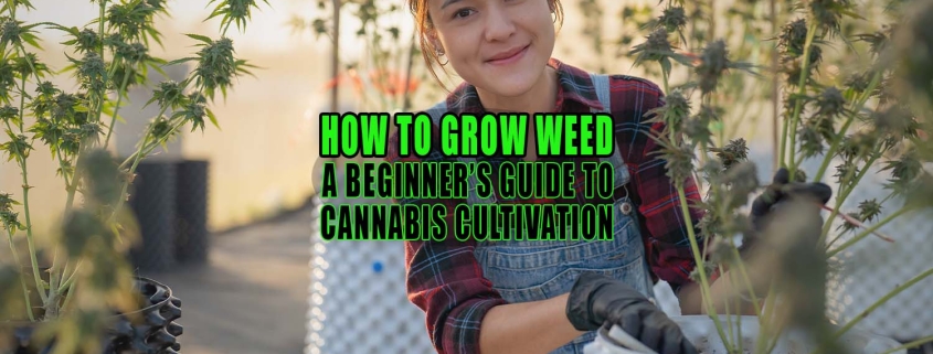 Woman works on cannabis cultivation. How to Grow Weed: A Beginner’s Guide to Cannabis Cultivation - Earthy Select