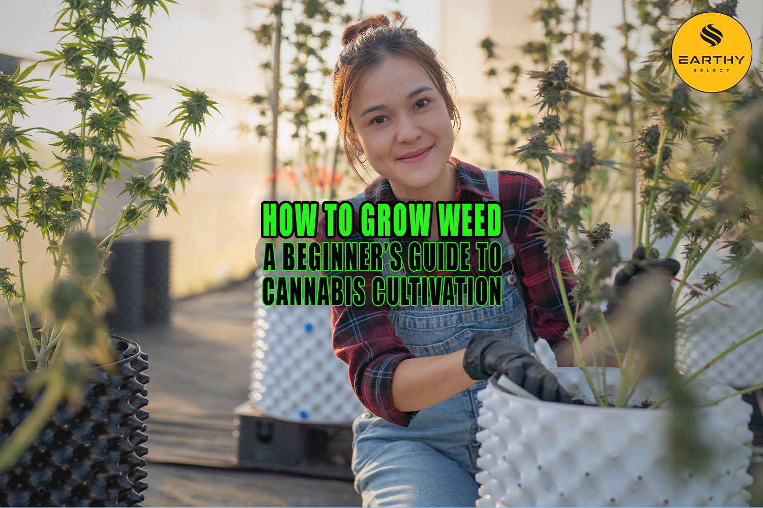 Woman works on cannabis cultivation. How to Grow Weed: A Beginner’s Guide to Cannabis Cultivation - Earthy Select